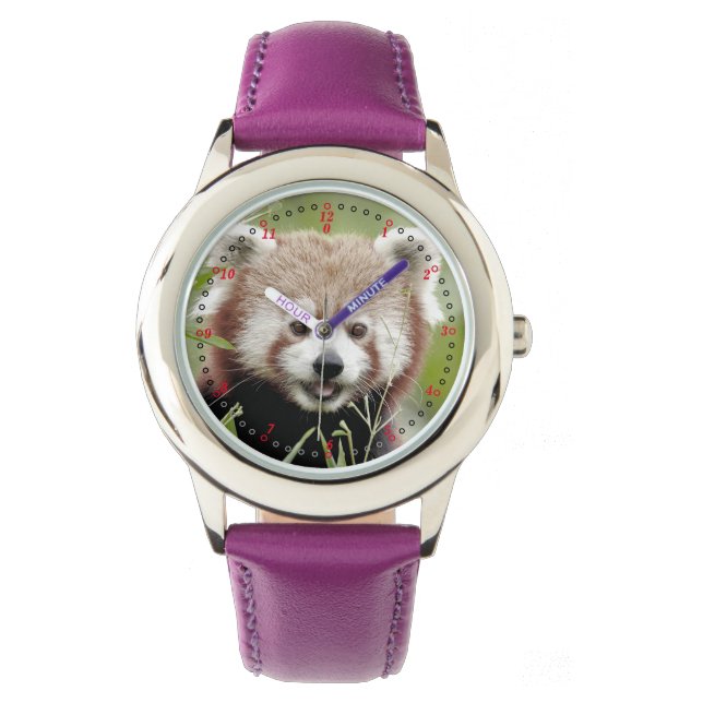 Watch photo red panda. Panda roux. (Front)