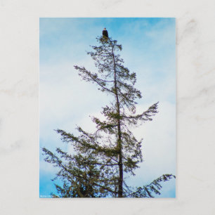 Watch Tower Postcard