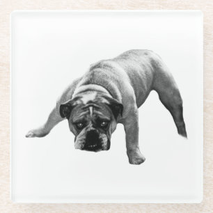 Watchful Bulldog Coaster