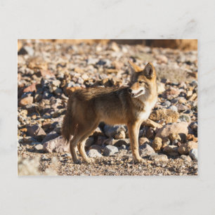 Watchful Eye Postcard