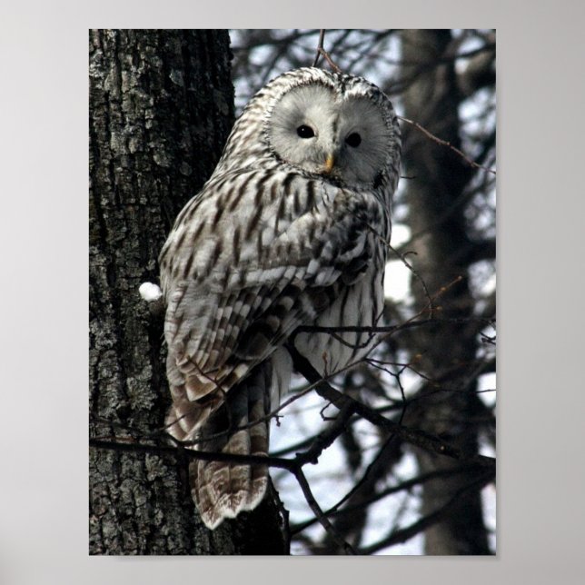 Watchful Owl Poster (Front)