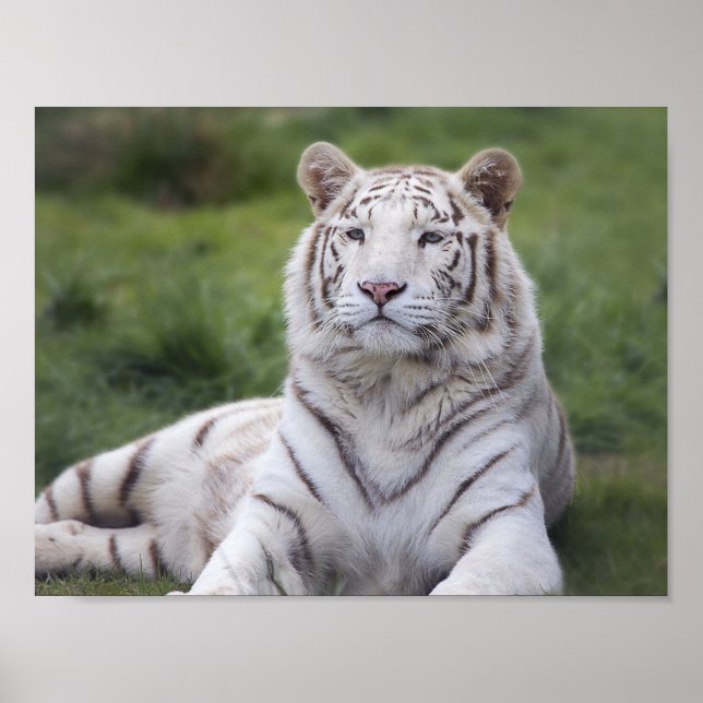 Watchful White Tiger Poster (Front)