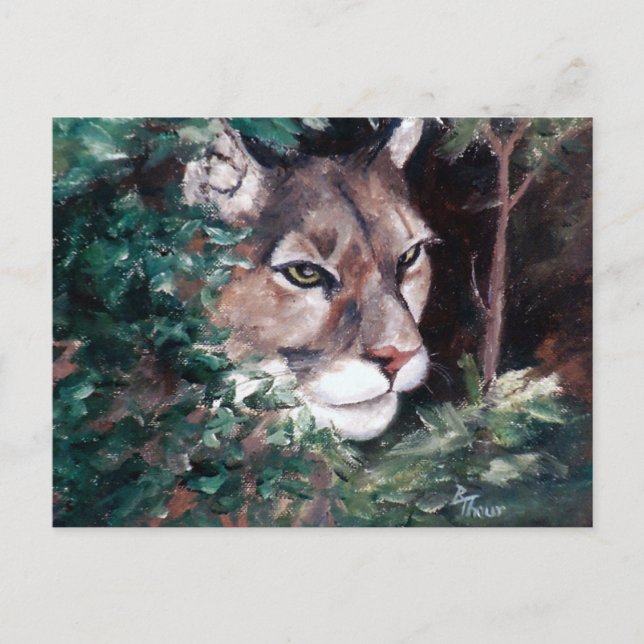 Watching Cougar Postcard (Front)