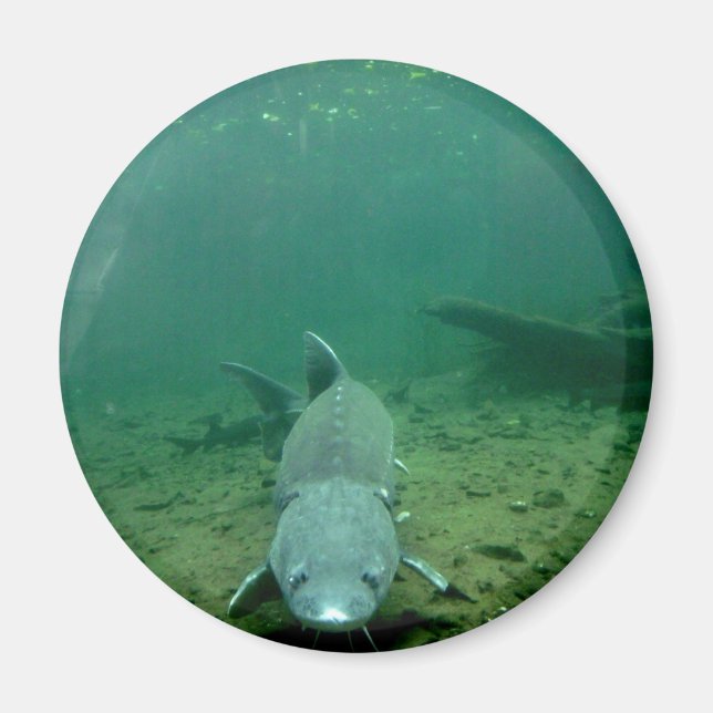 Watching Monster Magnet (Front)