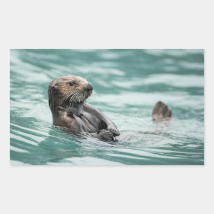 Watching Sea Otter Sticker
