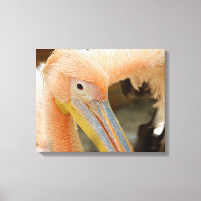 Watching You Pelican Canvas Print (Front)