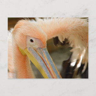 Watching You Pelican Postcard