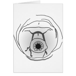 Water Bear Tardigrade Face