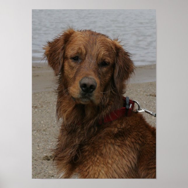 WATER BOY - GOLDEN RETRIEVER POSTER (Front)
