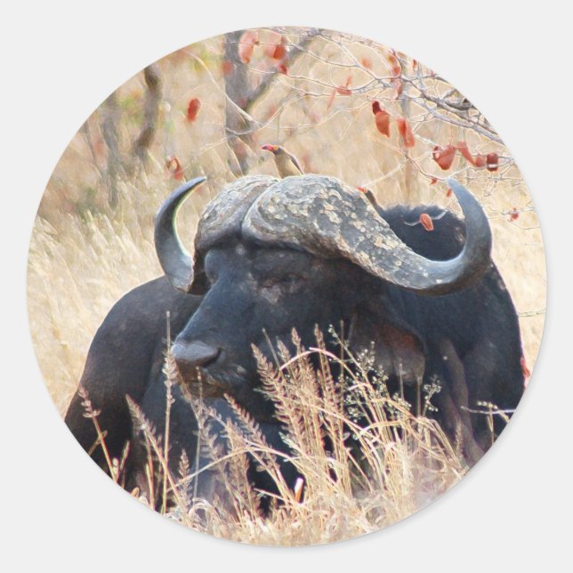 water buffalo classic round sticker (Front)