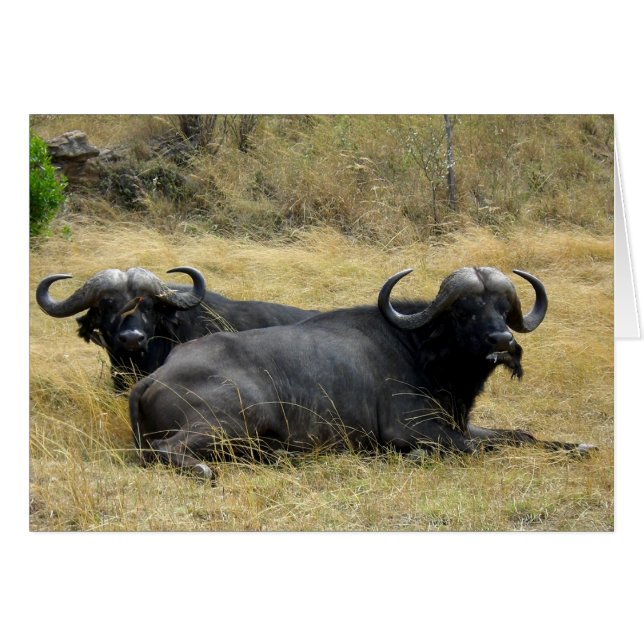 WATER BUFFALO IN KENYA (Front Horizontal)