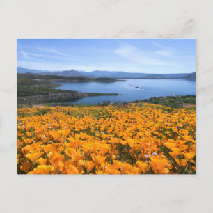 Water   California Lake With Golden Poppies Postcard