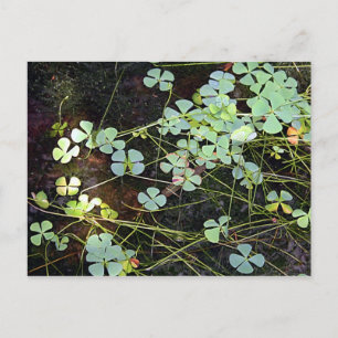 Water Clover Postcard