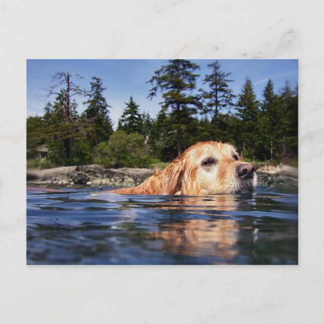 Water Dog - Postcard (Front)