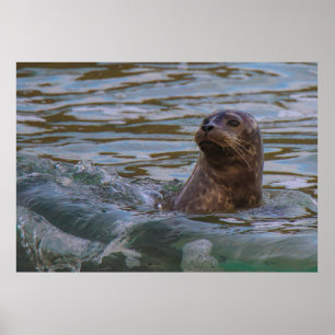 Water Dog Poster