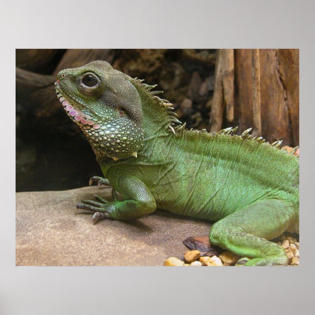 Water Dragon  Poster (Front)