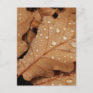 Water Drop Autumn Leaf Fall Nature Forest Destiny Postcard