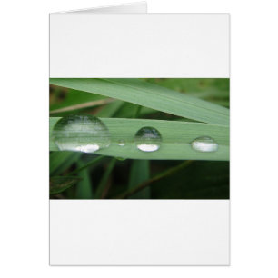 Water drop on blade of grass