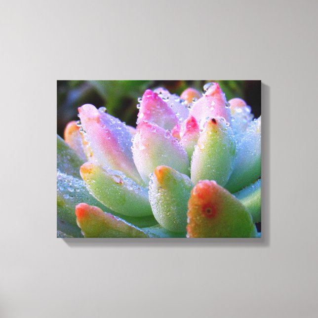 Water Drop Succulent Canvas Print (Front)