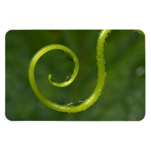 Water Droplets On A Vine Magnet