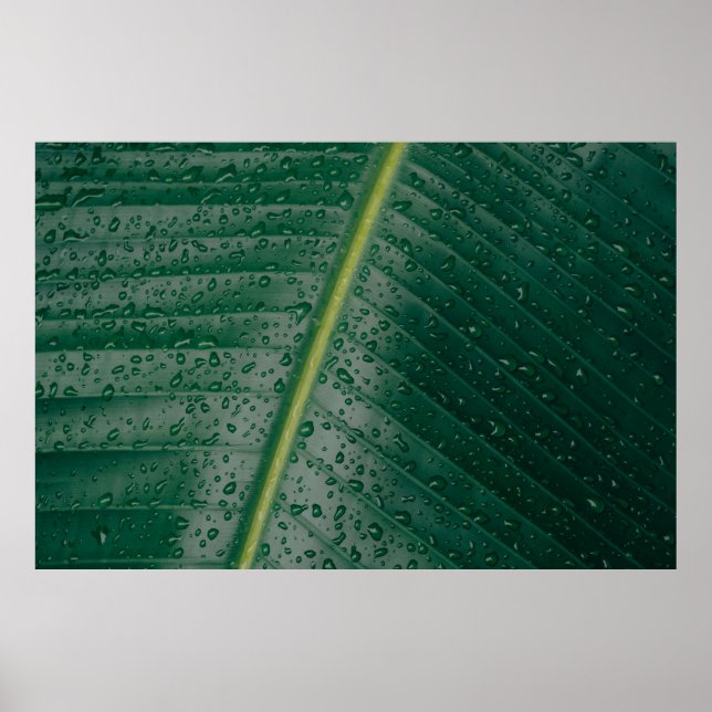 Water droplets on banana leaf poster (Front)