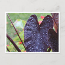 Water Droplets on Dark Leaf Botanical Postcard