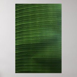 Water droplets on green leaf poster