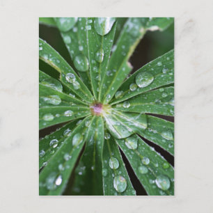 Water drops on a leaf. postcard
