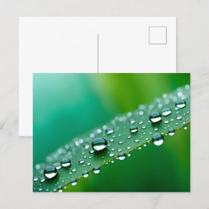 Water drops on leaves postcard