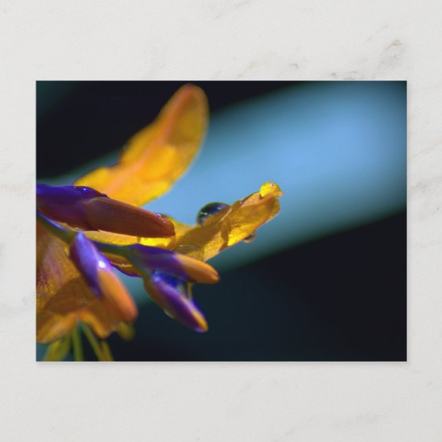 Water Drops On Petals Postcard (Front)