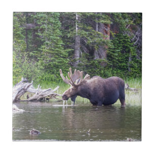 Water Feeding Moose Tile