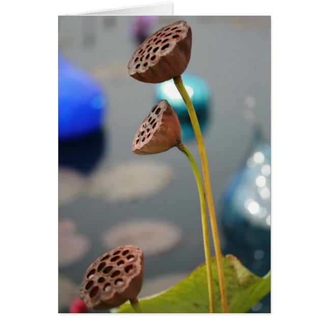 Water flowers2 Blank Card (Front)