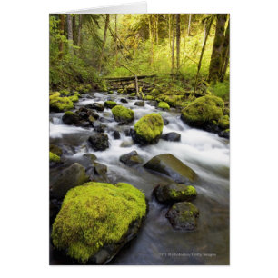 Water Flowing By Moss Covered Rocks In A Stream