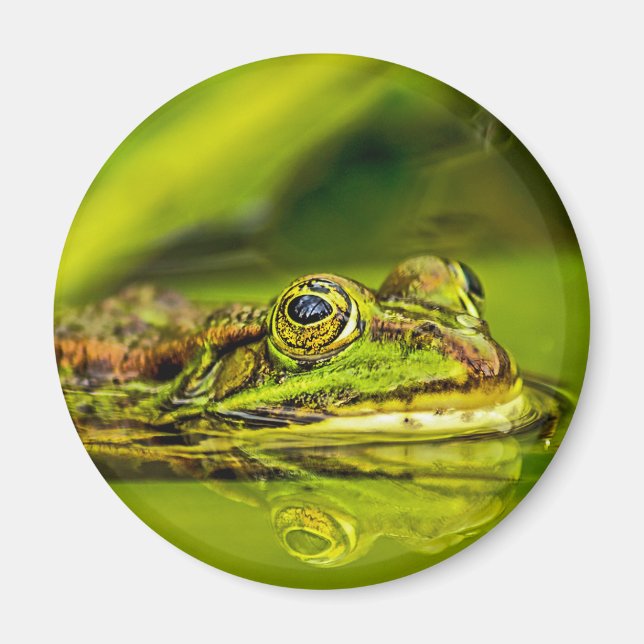 water frog magnet (Front)