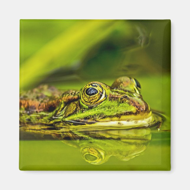water frog magnet (Front)
