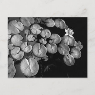 Water garden,postcards postcard