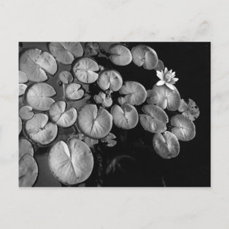 Water garden,postcards postcard