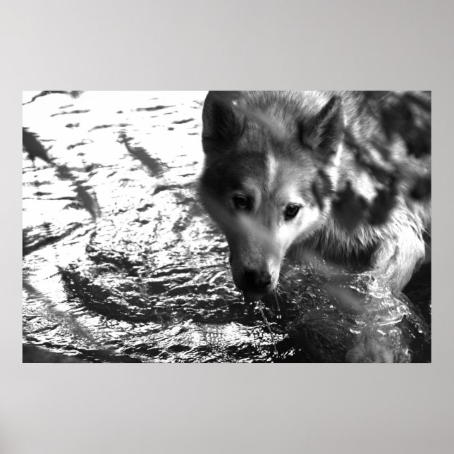 Water Hole Poster (Front)