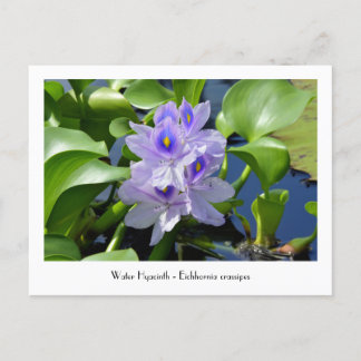 Water Hyacinth Collectable Flower Postcards