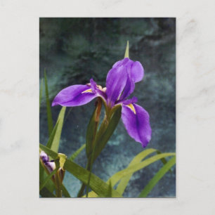 Water Iris Postcard