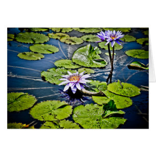Water Lilies at Jewel Box