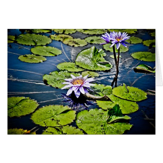Water Lilies at Jewel Box Card