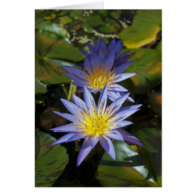 Water Lilies Card (Front)