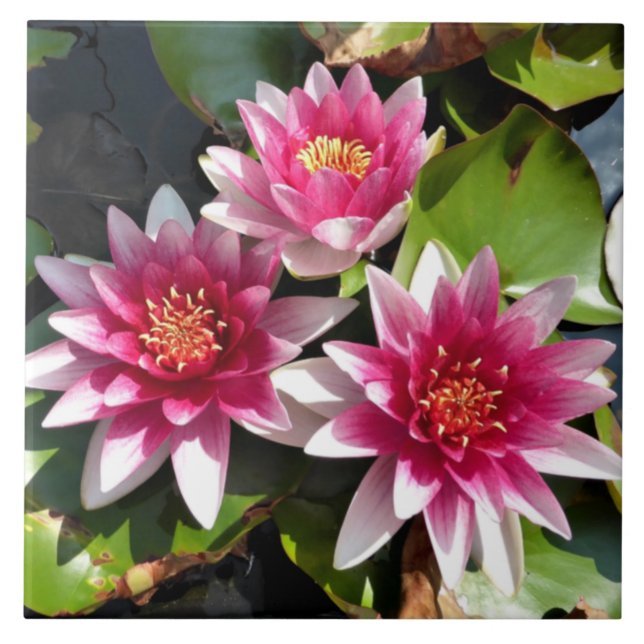 Water Lilies in bloom Tile (Front)