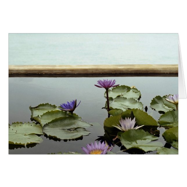 Water lilies in pond by ocean (Front Horizontal)