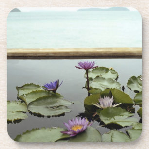 Water lilies in pond by ocean coaster