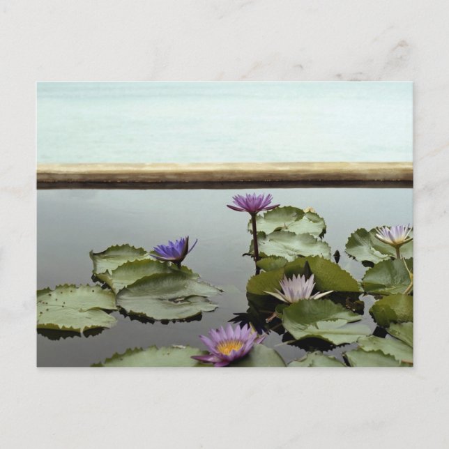 Water lilies in pond by ocean postcard (Front)