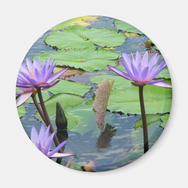 Water Lilies Magnet (Front)