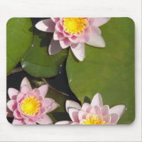 Water lilies