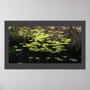 Water Lilies Photo Poster